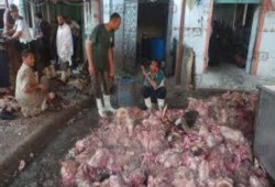 اختلاط الذبائح بمياه الصرف الصحي بمجزر مركز بدر