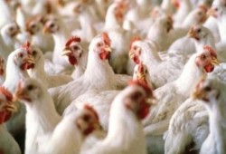 ارتفاع أسعار اللحوم والدواجن بالإسكندرية.. ومواطنين: "ناكل ايه ونشرب ايه"