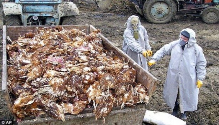 الصين.. عشرات الوفيات جراء أشد موجة من أنفلونزا الطيور