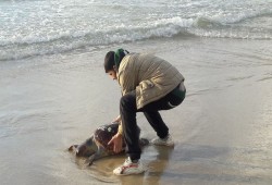 خروج عدد من السلاحف البحرية على شواطيء غزة