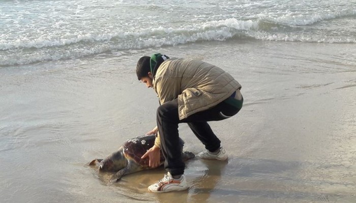 خروج عدد من السلاحف البحرية على شواطيء غزة