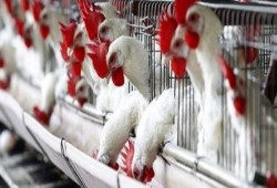 الثروة الداجنة تكشف أسباب تراجع كيلو الدواجن إلى 23 جنيها