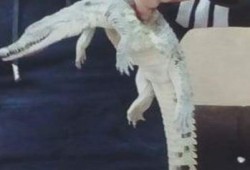 العثور على تمساح في مياه "بنها"