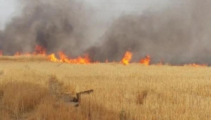 النيران تلتهم شونة قش أرز فى القليوبية