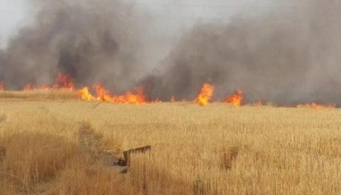 النيران تلتهم شونة قش أرز فى القليوبية
