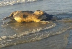 خبير بيطري يكشف عن كارثة تهدد الثروة الحيوانية ويؤكد هناك تعتيم متعمد