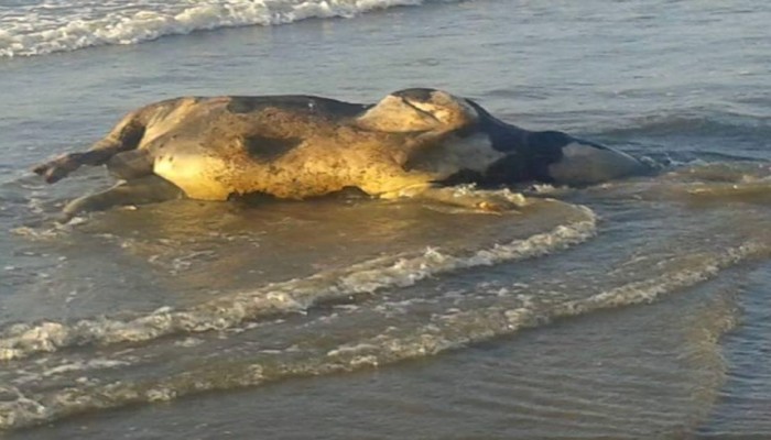 خبير بيطري يكشف عن كارثة تهدد الثروة الحيوانية ويؤكد هناك تعتيم متعمد