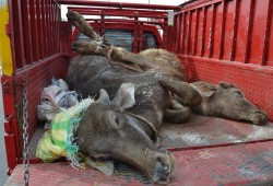 الحمى القلاعية تتسبب في نفوق 1500 رأس ماشية بالبحيرة