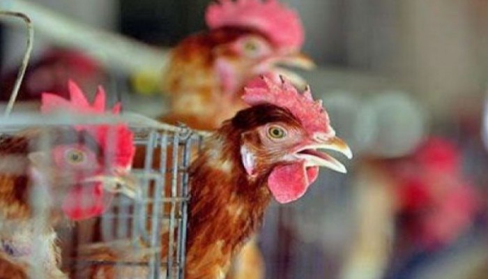 الصحة العالمية توضح مخاطر أنفلونزا الطيور بين البشر