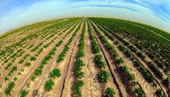 بورسعيد.. 1250 فدانًا مهددةً بالبوار بعد قطع الكهرباء وتلف المحاصيل