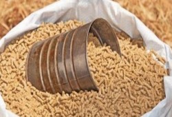 الصويا تُسجل 8100 جنيه.. والذرة 4 آلاف.. والكتكوت يصل 8.5 جنيه