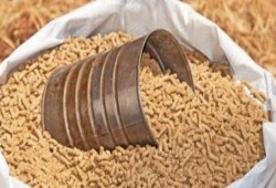 الصويا تُسجل 8100 جنيه.. والذرة 4 آلاف.. والكتكوت يصل 8.5 جنيه