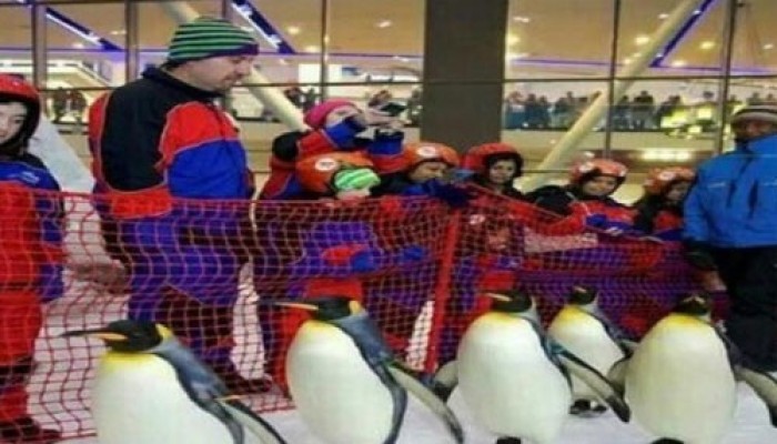 في مصر الانقلاب .. أزمة خبز في مواجهة الصورة مع البطاريق