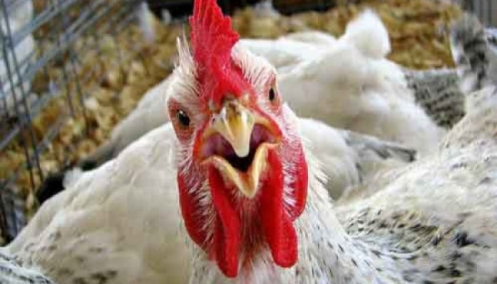 أسعار الدواجن والبيض تواصل الارتفاع