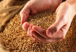 تحذير.. الأنظمة الغذائية الخالية من مركبات القمح تهدد بالإصابة بالسكر