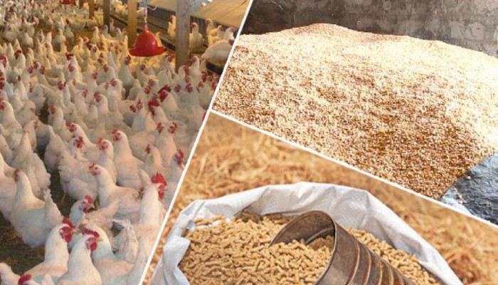 بسبب الدولار : زيادة 400 جنية في سعر طن الاعلاف والبيض يسجل 29 جنيه
