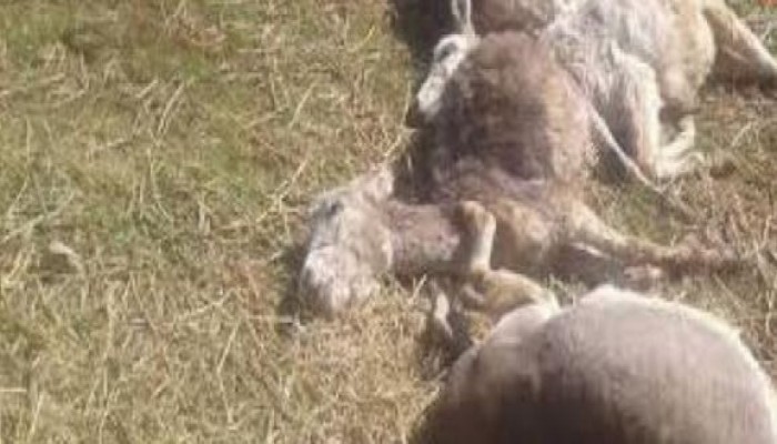 العثور على 73 حمارا مذبوحا في أسيوط