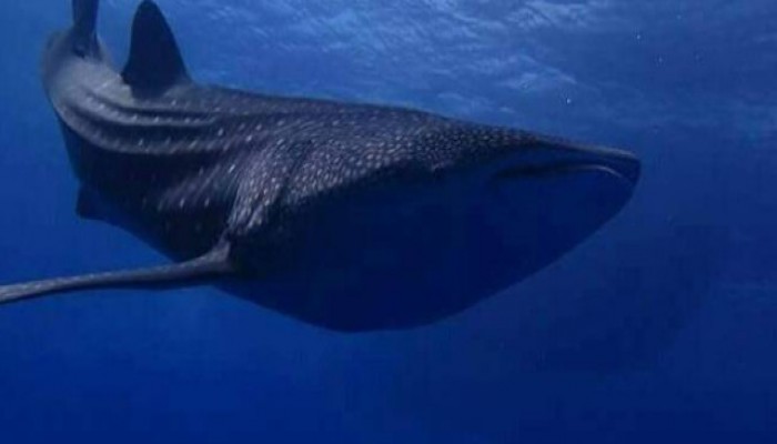 ظهور قرش الحوت "بهلول" في مرسى علم.. و"المحميات" تحذر من إزعاجه