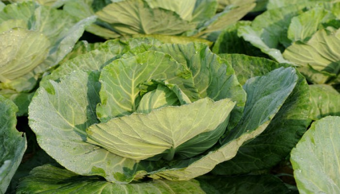 منها الحليب والتفاح والقهوة.. 16 مادة غذائية لن تتخيل أنها تسبب الانتفاخ