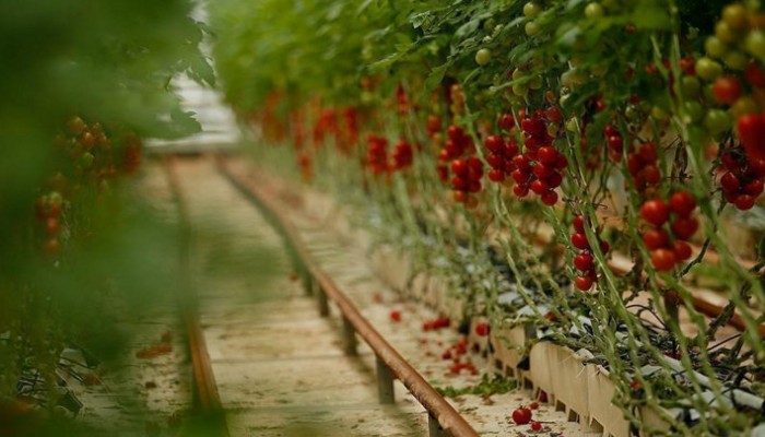 السودان يشدد الحظر على واردات الأغذية المصرية