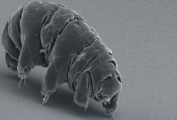 علماء يكتشفون سرّ أكثر الحيوانات مناعة في العالم