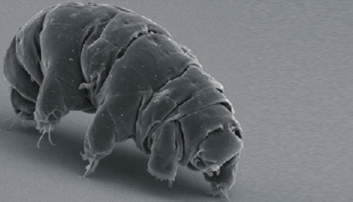 علماء يكتشفون سرّ أكثر الحيوانات مناعة في العالم