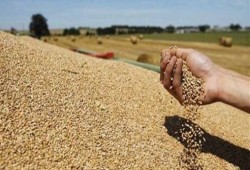 غضب بين مزارعي القمح بالبحيرة بسبب تدني تسعير حكومة الانقلاب "للإردب"