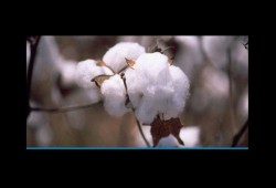 الغضب يجتاح مزارعي القطن بالبحيرة بسبب اختفاء "البذور الأصلية"