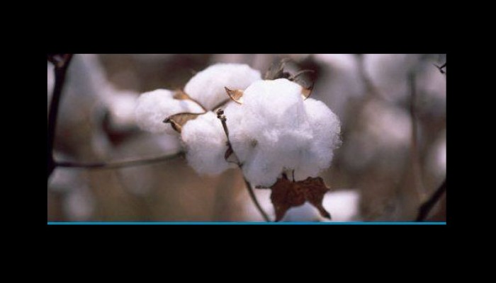 الغضب يجتاح مزارعي القطن بالبحيرة بسبب اختفاء "البذور الأصلية"