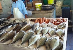 ارتفاع جنوني لأسعار السمك في محافظات مصر