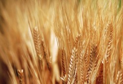 خبير اقتصادى: خسائر سوء تخزين القمح تتخطى 2.5 مليار جنيه