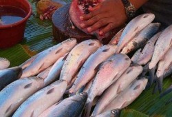 "خلوها تعفن".. حملة لمقاطعة شراء الأسماك بالدقهلية