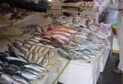 ننشر أسعار الأسماك في سوق العبور الثلاثاء