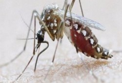 علماء صينيون وفرنسيون يتوصلون لمصل مضاد لفيروس زيكا