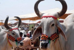 حملات ضد بائعي اللحوم في الهند تستهدف التجار المسلمين