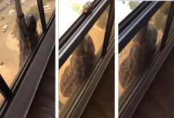 خادمة أثيوبية تلقي بنفسها من الدور السابع وكفيلتها الكويتية تكتفي بالتصوير والضحك (فيديو)