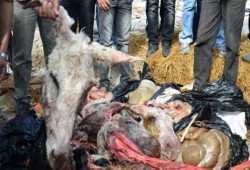 الفيوم : ضبط 15 حمارا مذبوحا داخل منزل