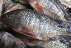 أسعار الأسماك اليوم الإثنين 3 \ 4 \ 2017