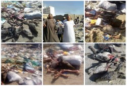 بالصور.. هلع الأهالي بمدينة كوم أمبو بأسوان بعد عثورهم علي لحوم حمير مذبوحة