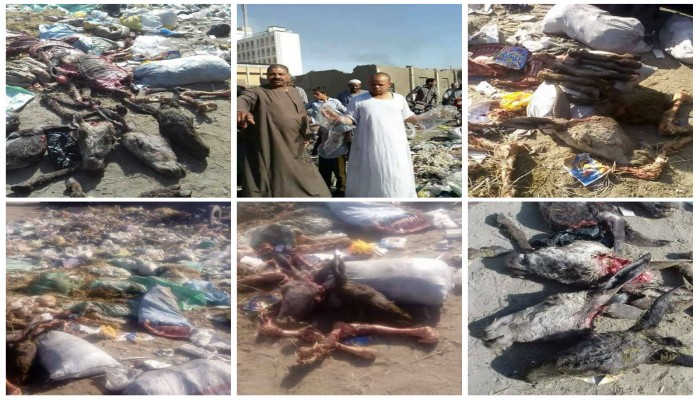 بالصور.. هلع الأهالي بمدينة كوم أمبو بأسوان بعد عثورهم علي لحوم حمير مذبوحة