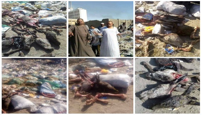 بالصور.. هلع الأهالي بمدينة كوم أمبو بأسوان بعد عثورهم علي لحوم حمير مذبوحة