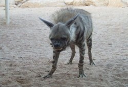 ظهور الحيوانات الغريبة يتواصل بكفر الشيخ (فيديو)