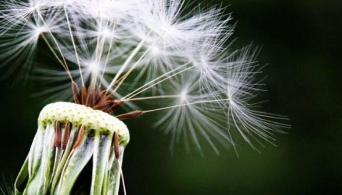 5 نصائح للوقاية من أمراض الحساسية