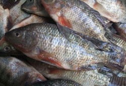 تعرف على أسعار السمك الثلاثاء 11 أبريل