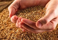 لاستمرار قتل الغلابة.. الانقلاب يستورد القمح المسرطن على حساب جيوب الفلاحين