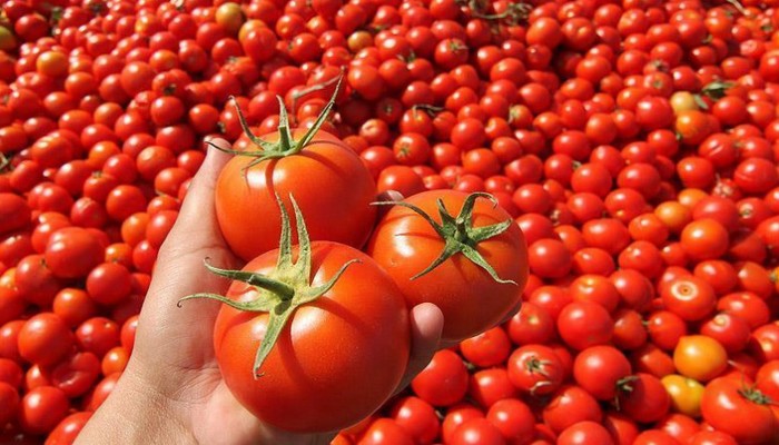 أكاديمية روسية: شعبنا المتضرر الأكبر من استمرار حظر استيراد منتجات زراعية تركية