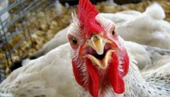 بعدما وصل سعر الكتكوت لـ 12.5 جنيه.. توقعات باشتعال أسعار الدواجن في رمضان