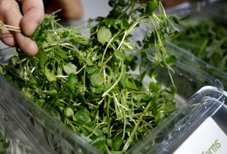 وضع الجرجير بالثلاجة أسبوعا يحسن مقاومته للسرطان