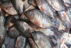 "لعدم صلاحيتها".. السعودية ترفض استلام شحنة أسماك بلطي مصرية