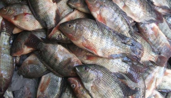 "لعدم صلاحيتها".. السعودية ترفض استلام شحنة أسماك بلطي مصرية